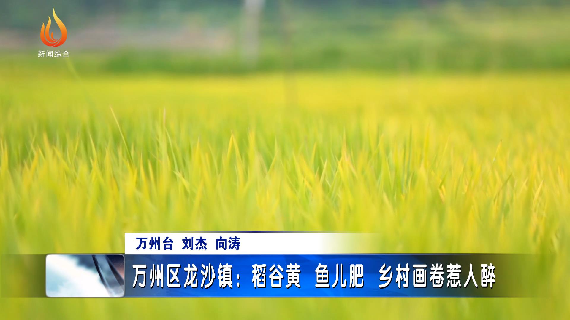 万州区龙沙镇稻谷黄鱼儿肥乡村画卷惹人醉