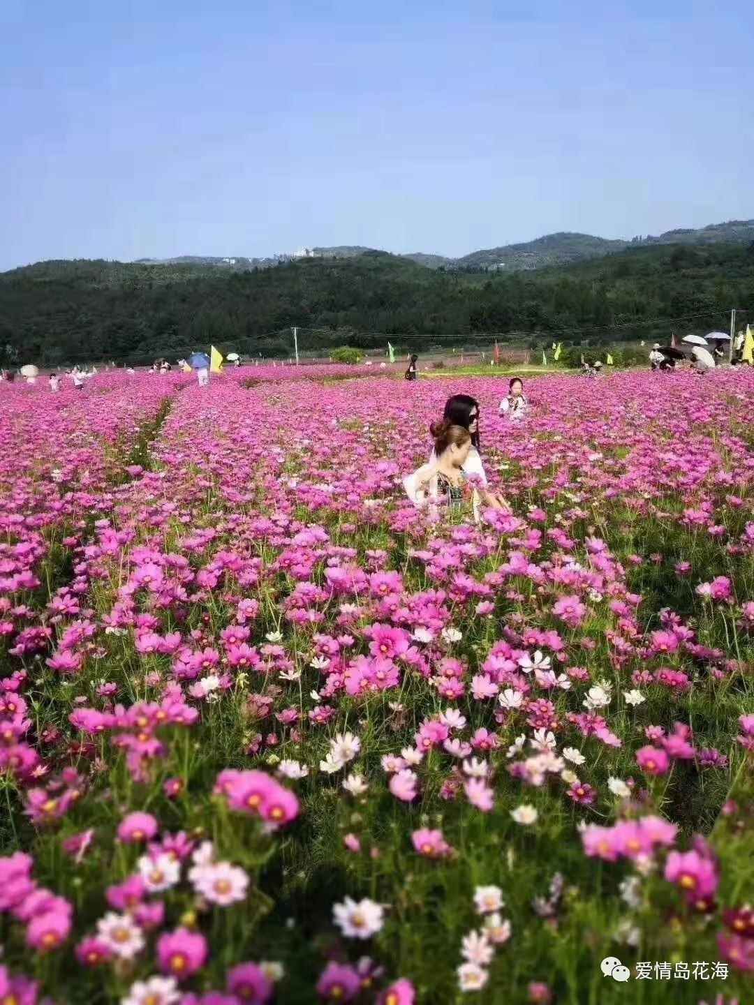 美了美了!宣汉这片花海等你打卡