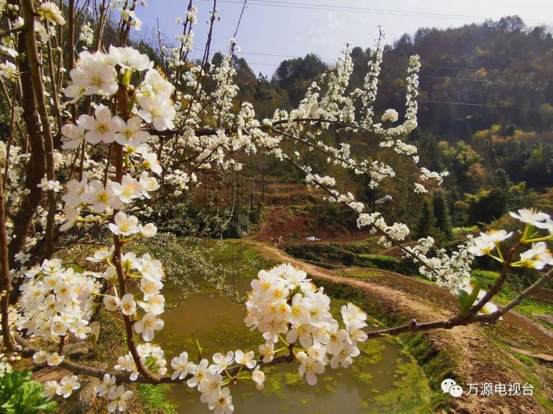 桃花红,梨花白,万源的山村复苏了!