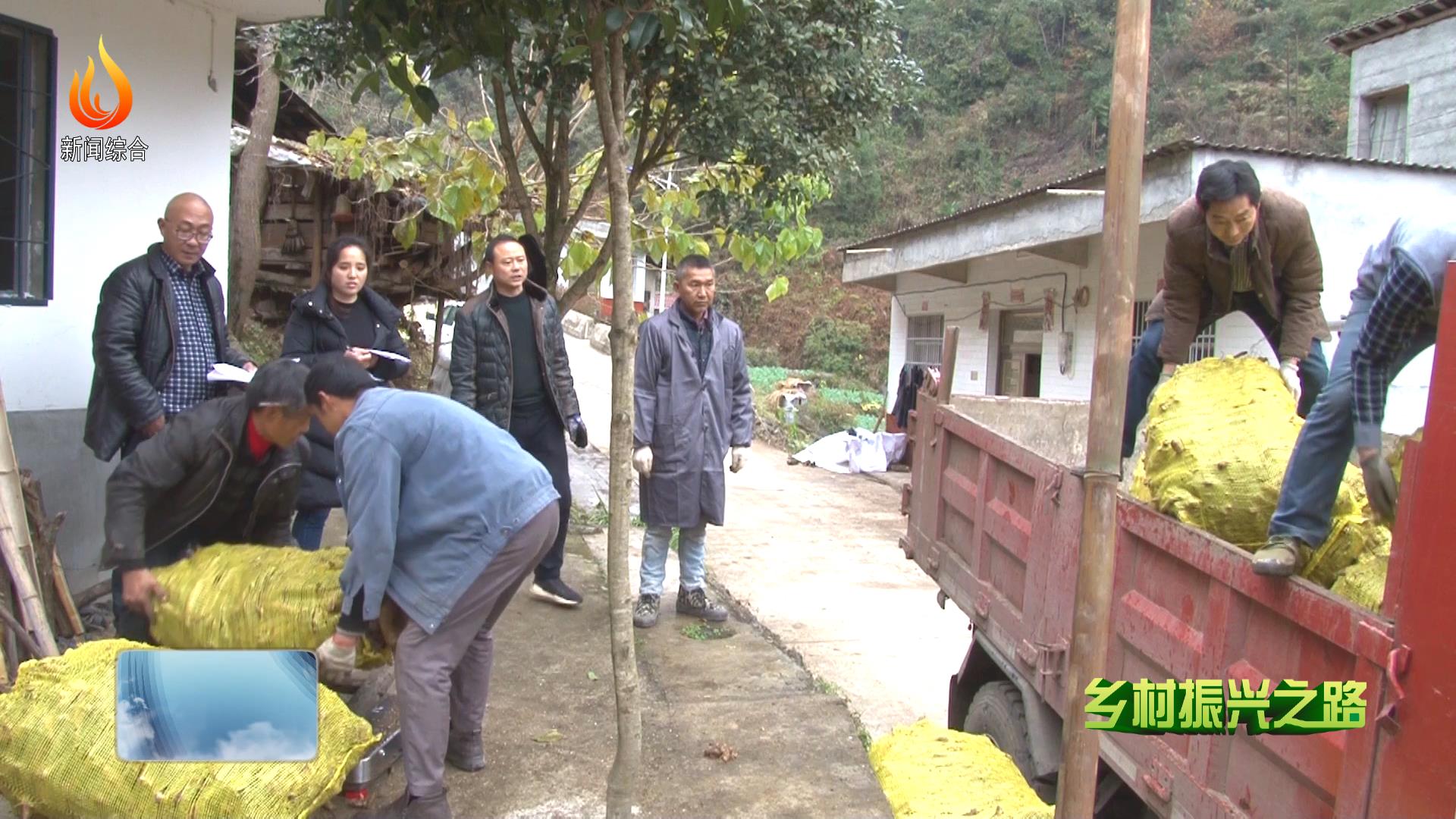 万源市大竹镇白杨溪村:瘠壤成药库 种植玄参走上致富路