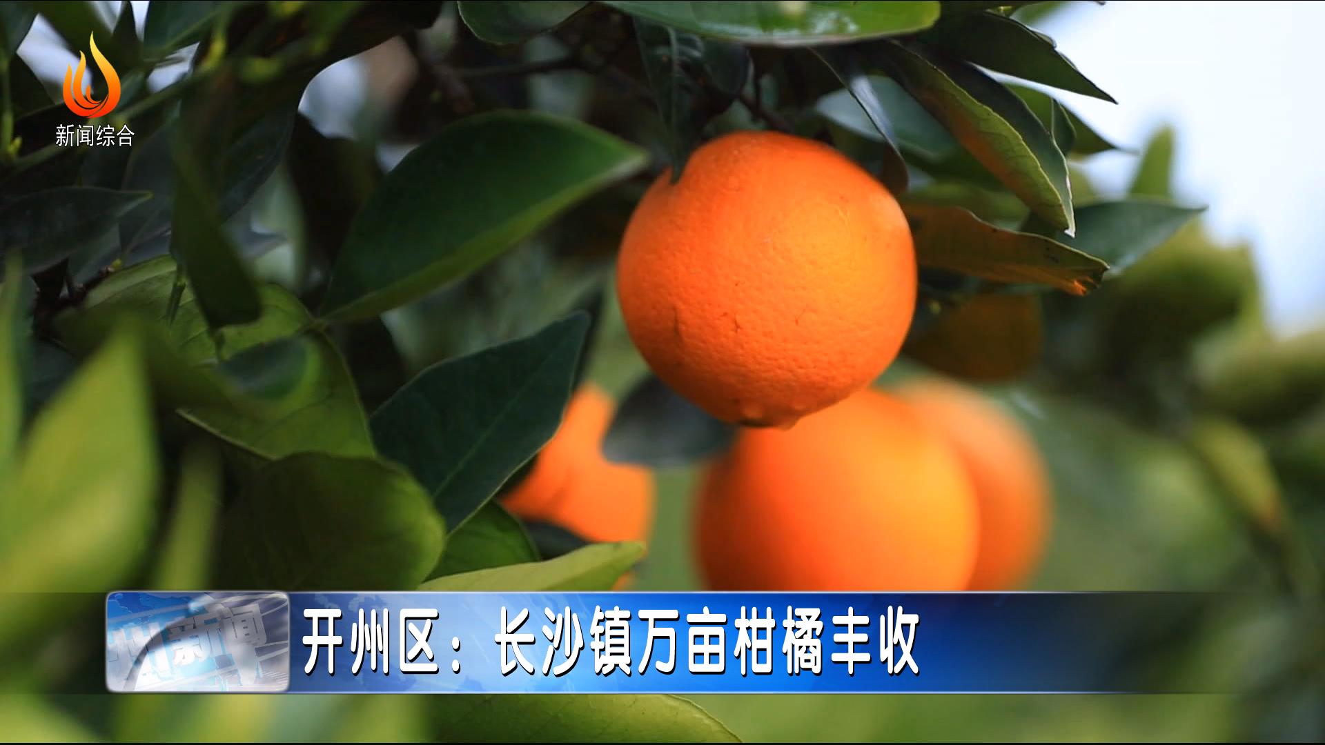 开州区:长沙镇万亩柑橘丰收