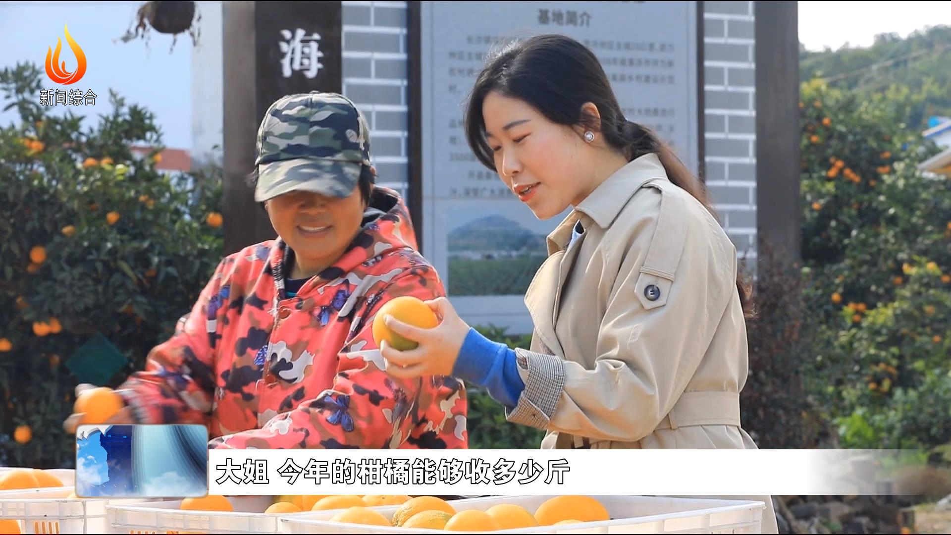 开州区:长沙镇万亩柑橘丰收