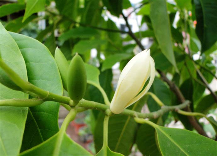 黄角树植物图片