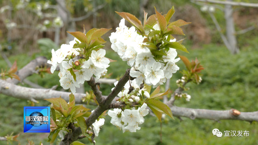 车厘子花图片真实图片