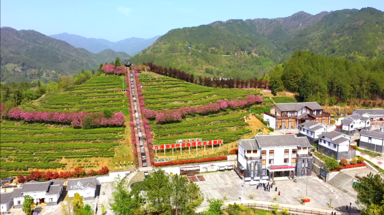 万源市石塘镇瓦子坪村茶叶飘香樱花多姿