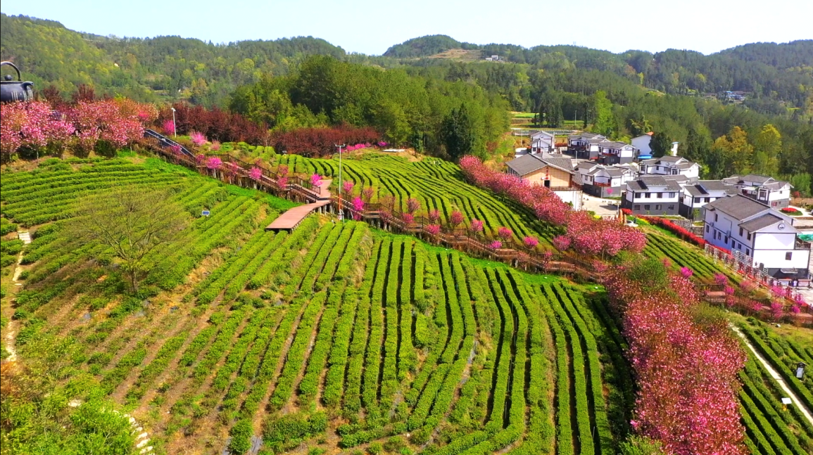 万源市石塘镇瓦子坪村茶叶飘香樱花多姿