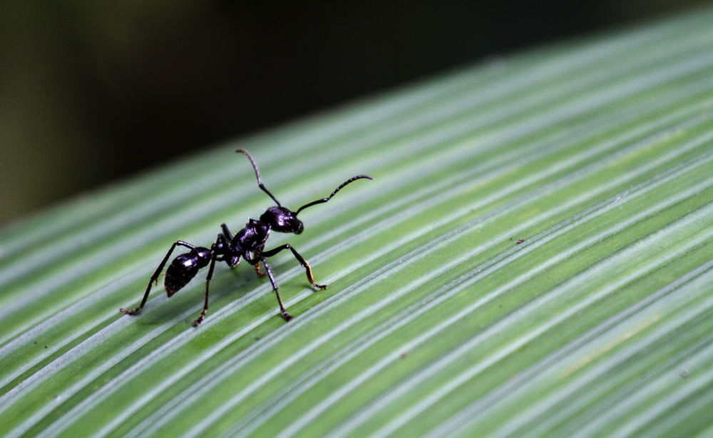 蚂蚁也能为同伴做手术