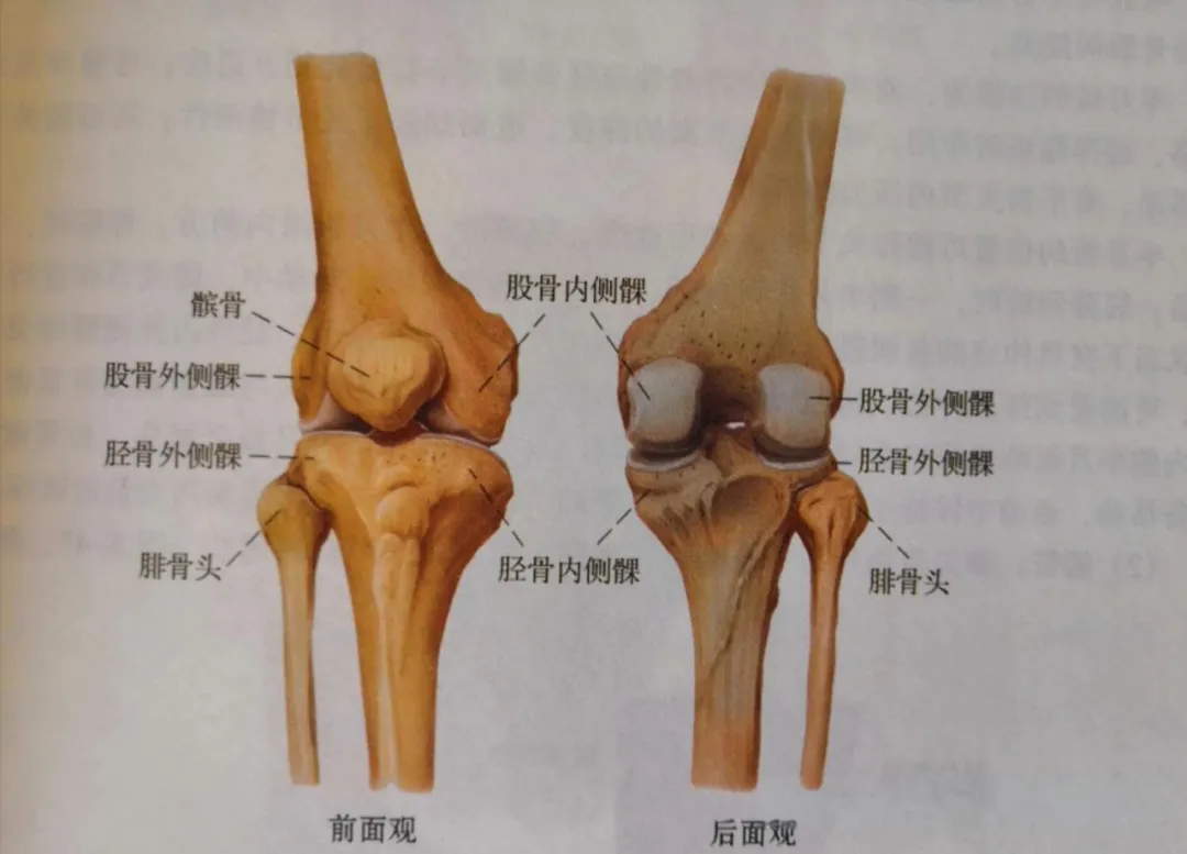 胫骨和髌骨(也就是我们常说的膝盖骨)组成,周围有多条韧带,肌腱和肌肉