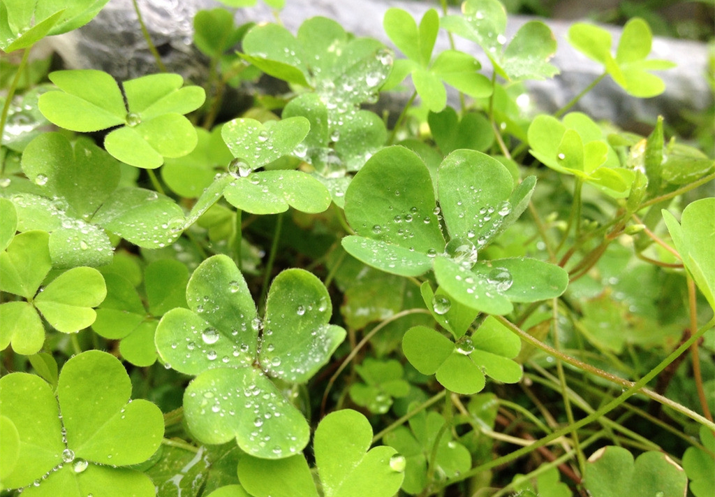 「达观拍客」雨后的树叶