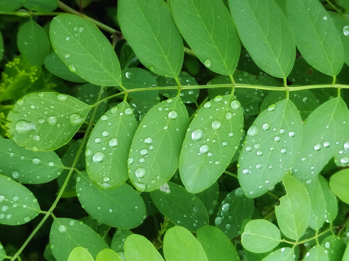 雨后的树叶图片